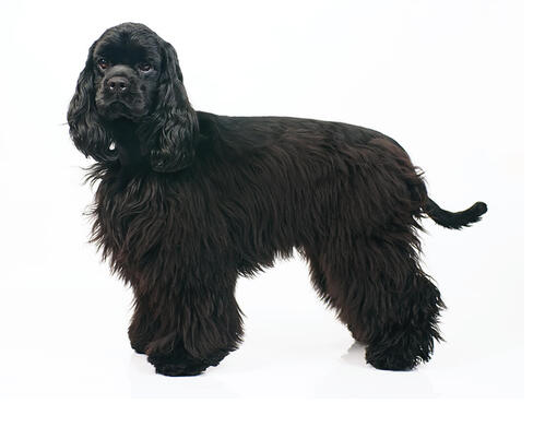 Amerikansk Cocker Spaniel