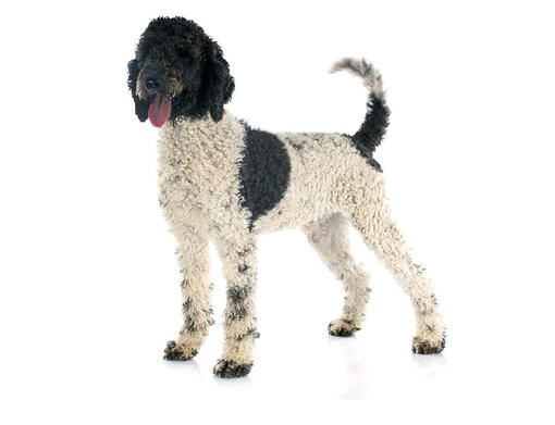 Portugisisk vandhund