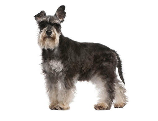 Dværgschnauzer
