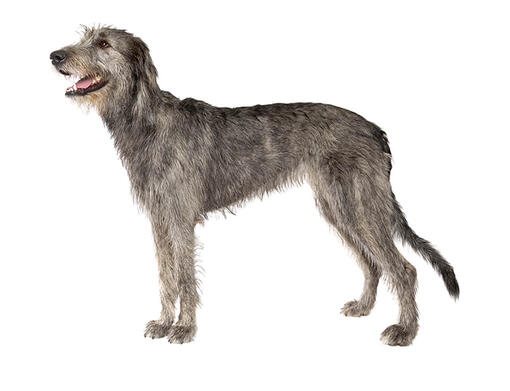 Irsk ulvehund