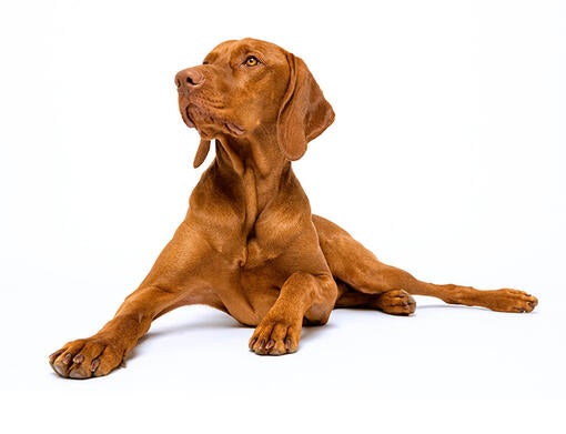 Vizsla