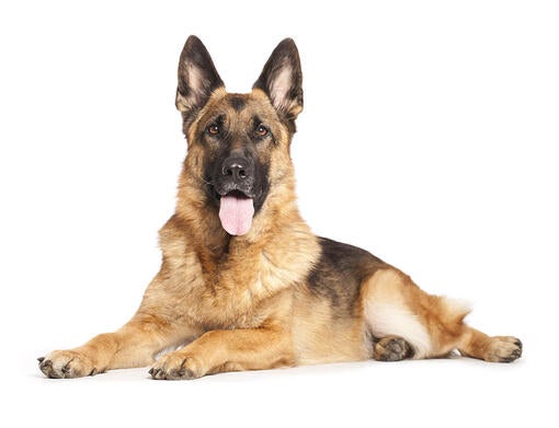 Schæferhund