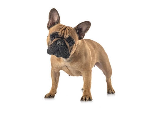 Fransk bulldog