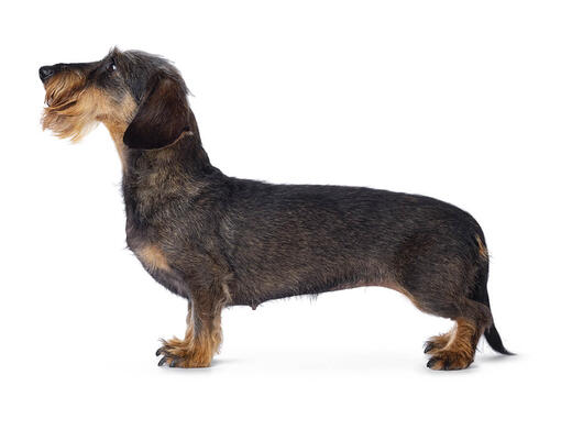 Gravhund (ruhåret)
