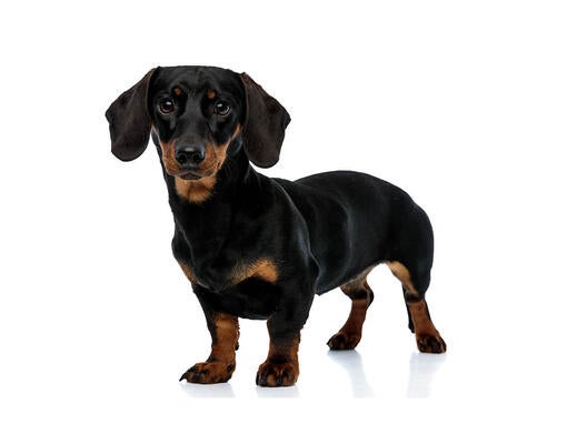 Korthåret Miniature Gravhund