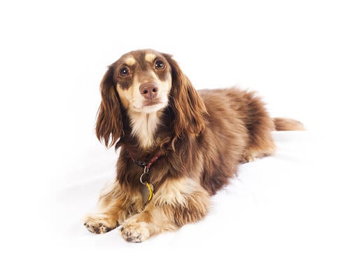 Langhåret Miniature Gravhund