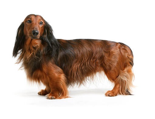 Gravhund (langhåret)