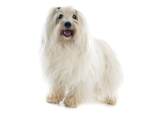 Coton de Tulear (Bomuldshund)