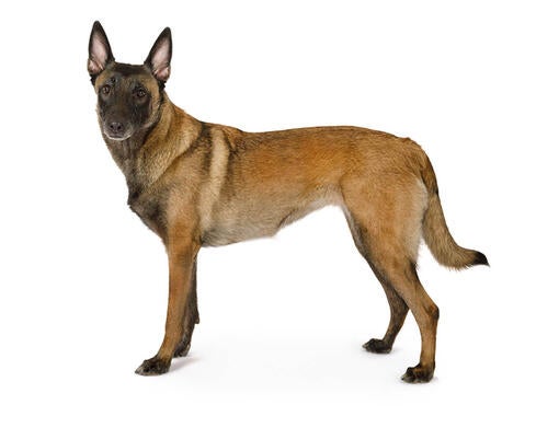 Belgisk hyrdehund, Malinois
