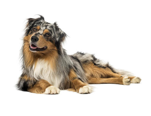 Australsk hyrdehund