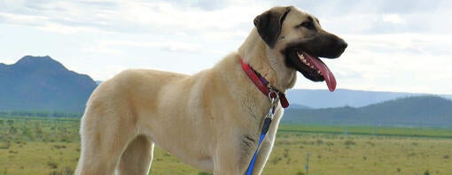 Hund står på mark med bjerge i baggrunden