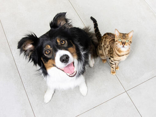 hund og kat sidder sammen og kigger op