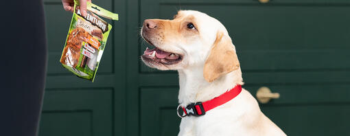 labrador glæder sig til adventuros godbidder