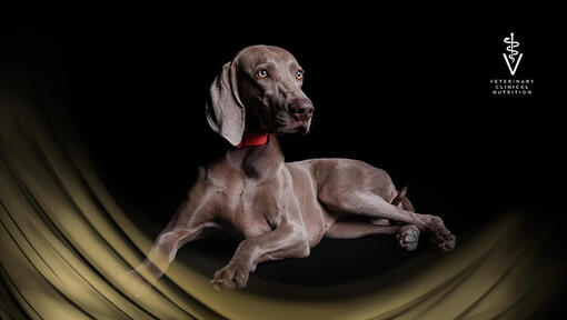 PPVD Hundehelt