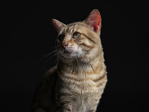 Pro plan kat senior