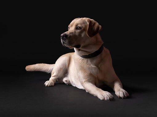 Pro Plan gul labrador