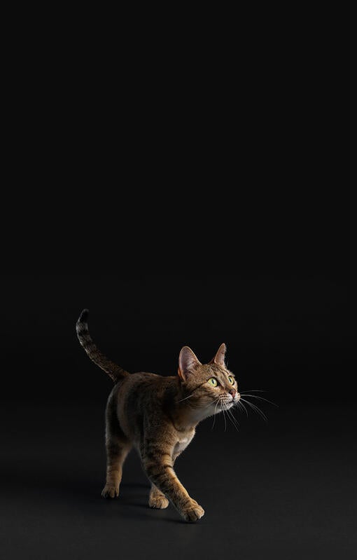 Kat på sort baggrund