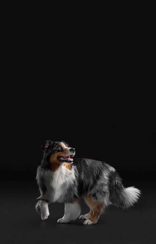 Hund på sort baggrund