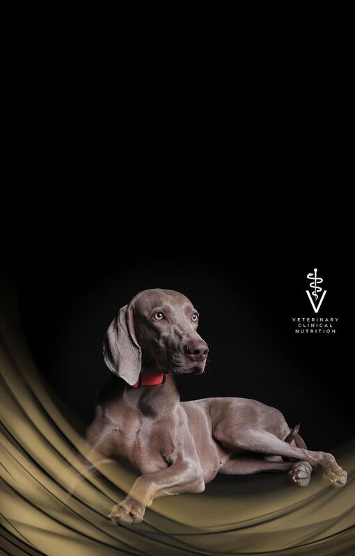 Hund på sort baggrund