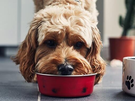 Hund spiser mad fra rød skål