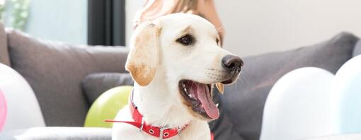 Golden labrador retriever med rødt halsbånd og åben mund