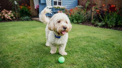 Cockapoo leger i haven
