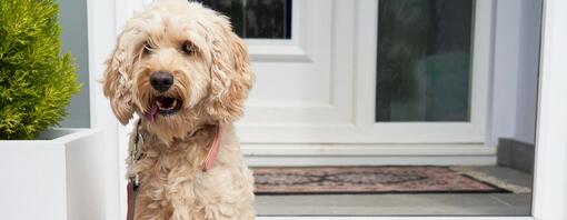 Cockapoo sidder ved hoveddøren
