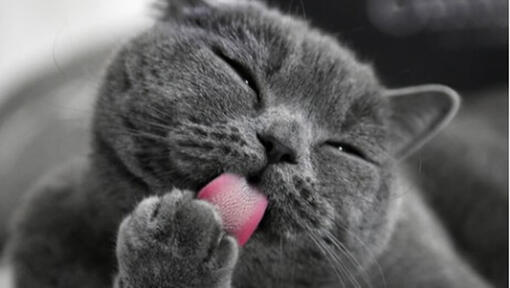 Kat, der slikker sin pote