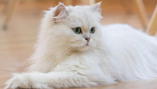 Persisk kat med langt hår ligger på gulvet
