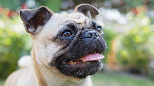 Mops sidder i haven