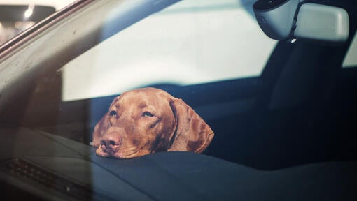 Vizsla hviler hovedet på instrumentbrættet