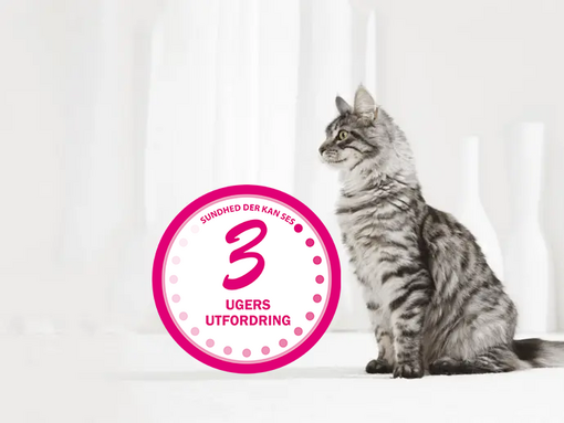 Deltag i 3-ugers udfordringen og oplev en mærkbar forskel i kattens sundhed