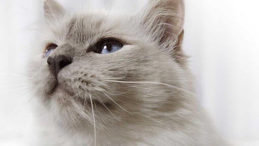 Nærbillede af grå kats ansigt