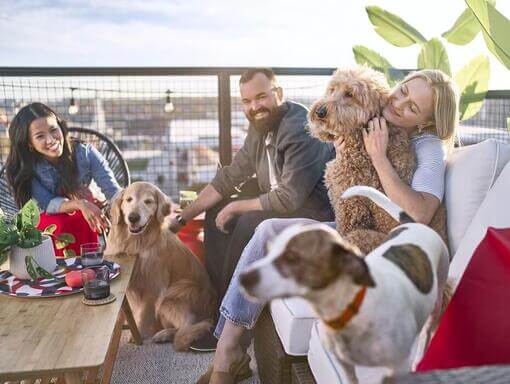 Purina i samfundet rapport 2020