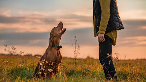 Ejer træner hund udenfor