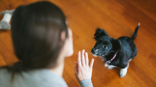 Hundetræning