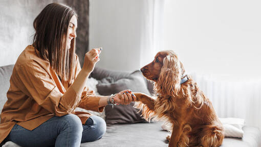 Kvinde træner en hund