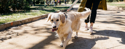 Hund med ejer i parken