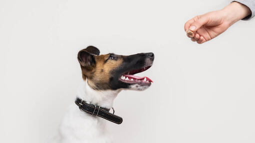 Hund ser på godbid