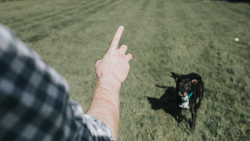 Mand lærer en hund at sidde