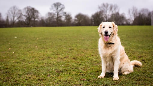 Hund sidder på en mark