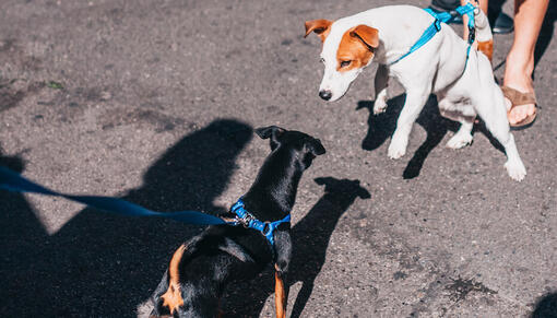 Hundehunde mødes, mens de er på tur
