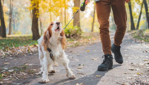 Hund gøer på gåtur