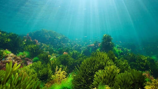 Vores mål for genoprettelse af havet
