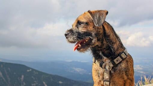 Border Terrier