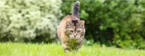 Sådan får du din kat til at bruge kattebakken