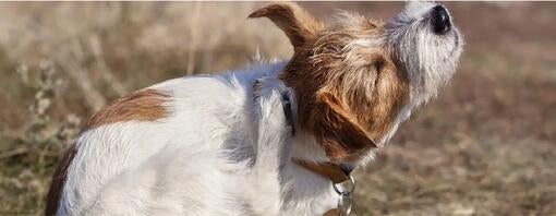 Lopper og tæger på hunde