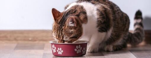 Probiotika til katte