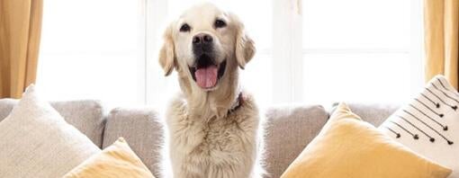 Fodervejledning til voksne hunde