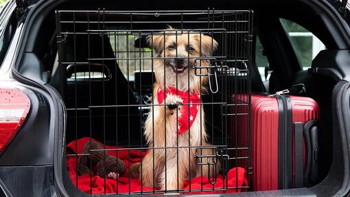Gode råd til sikker kørsel med hund i bil